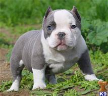 american pit bull puppy posted by Exotic Bully